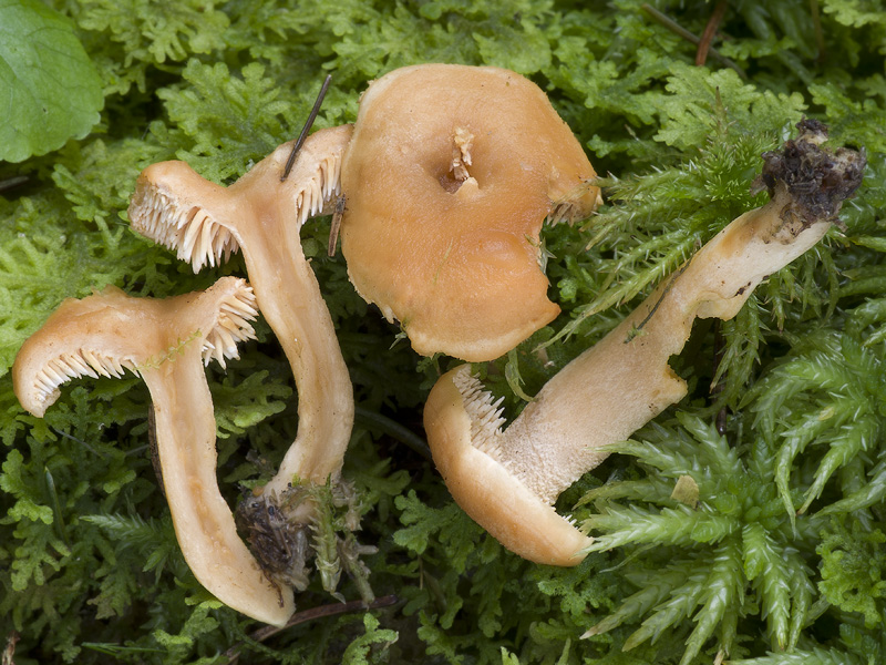 Hydnum umbilicatum